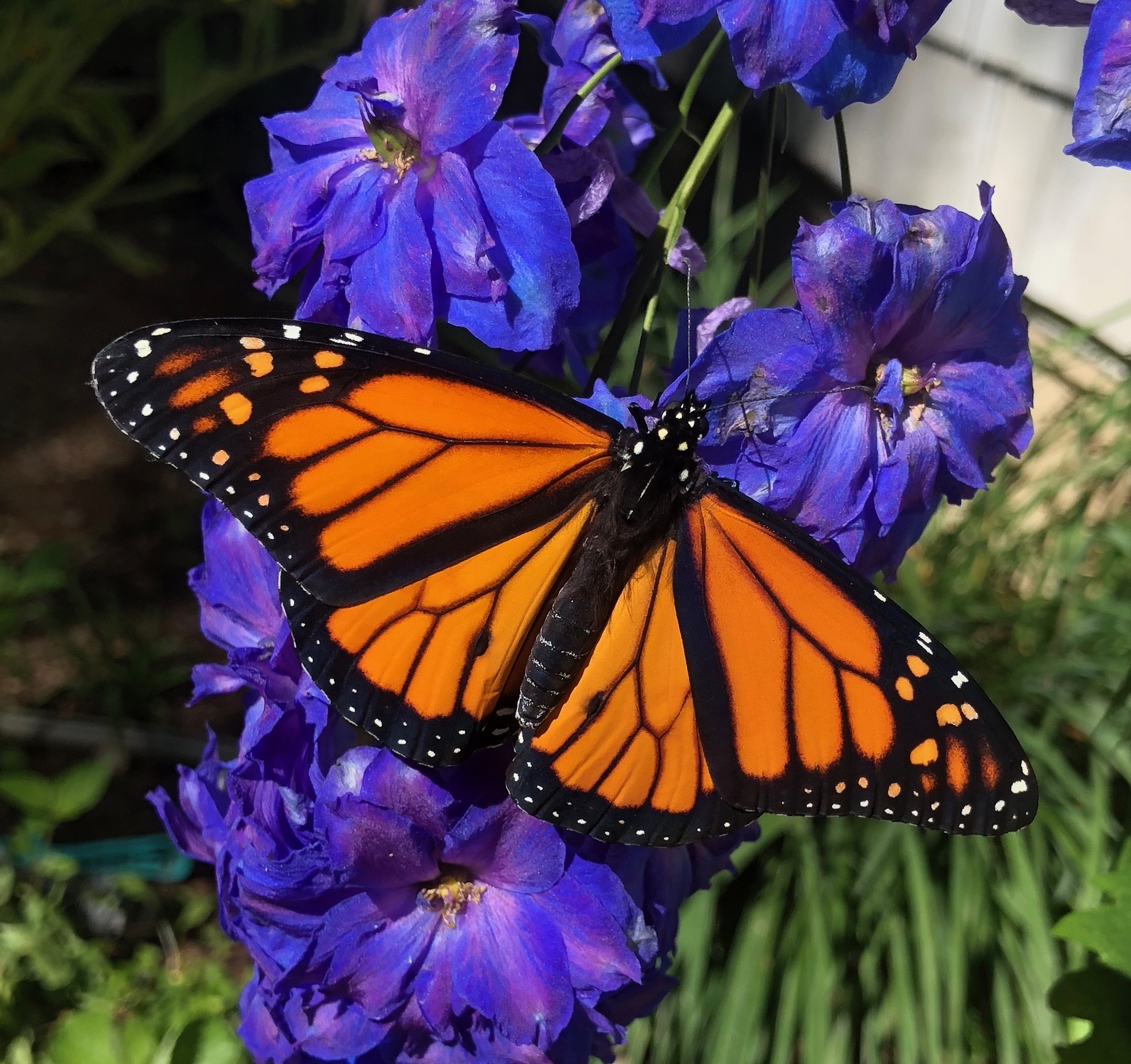 Picture of monarch butterfly